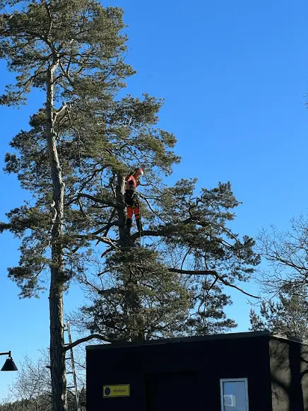 Beskärning Stockholm