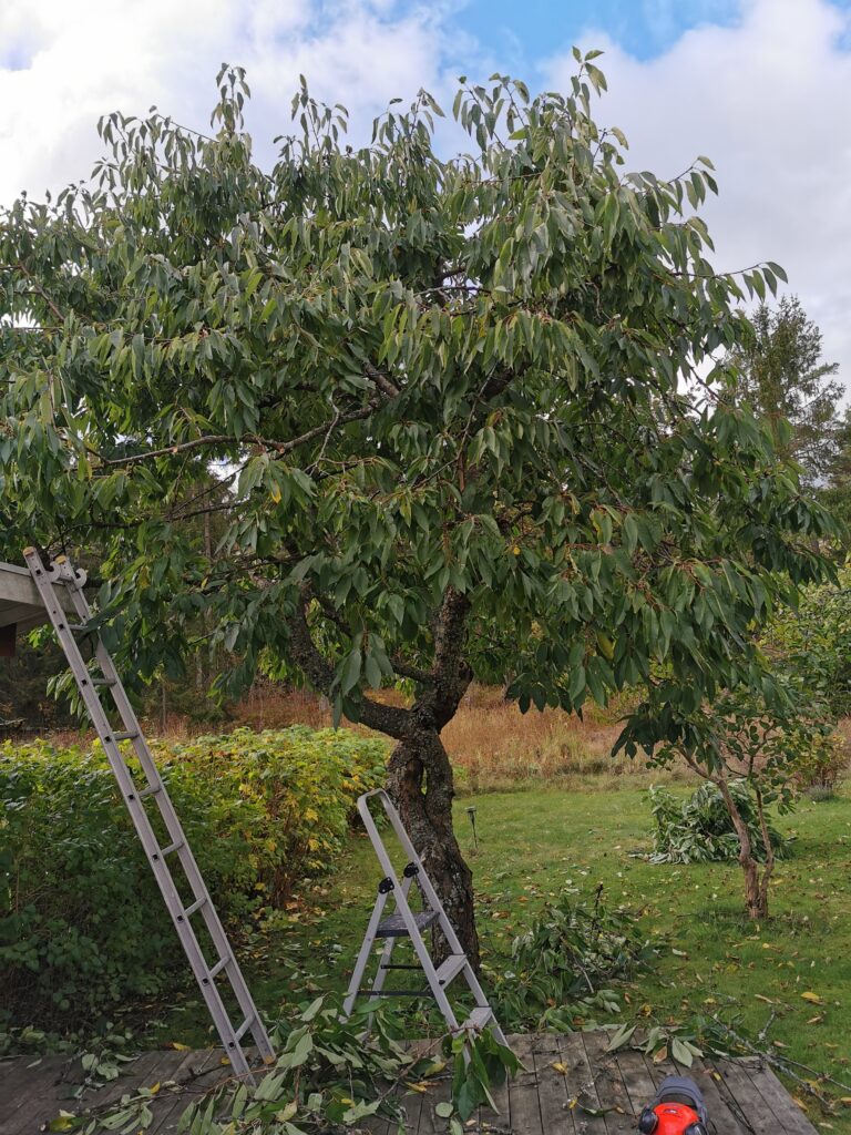 Beskarningstrad Stockholm
