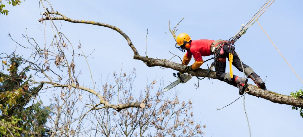 Arborist Stockholm