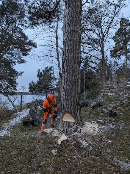 Trädfällning uppdrag Stockholm
