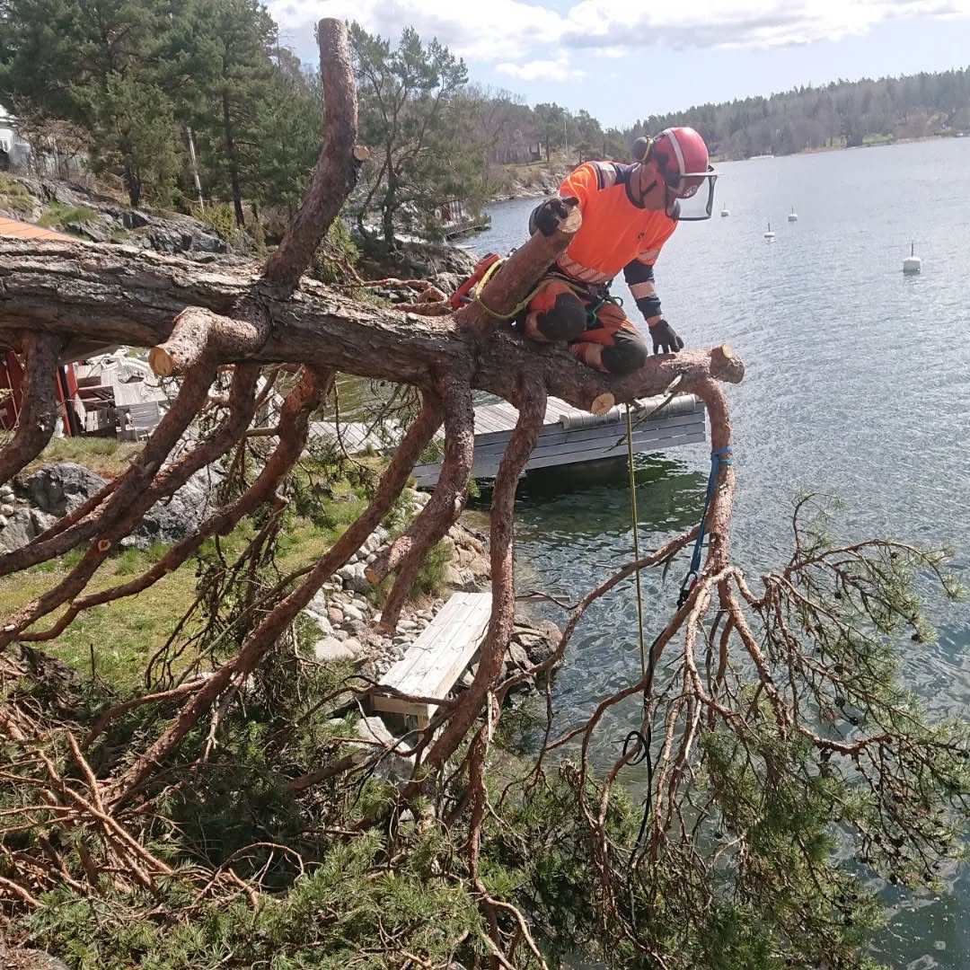 Arborist Stockholm