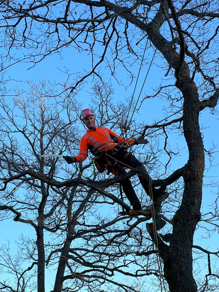 Arborist klättring Stockholm