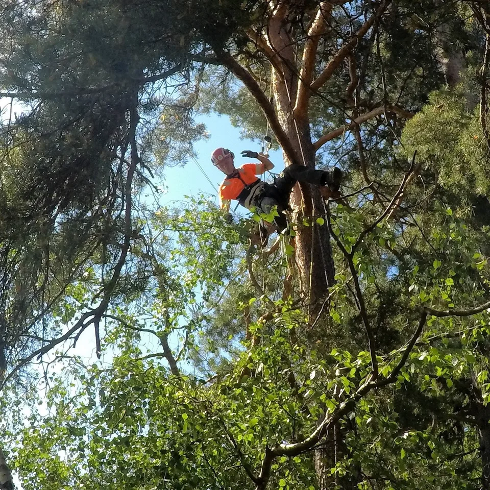 Arborist klättrar i träd i Stockholm