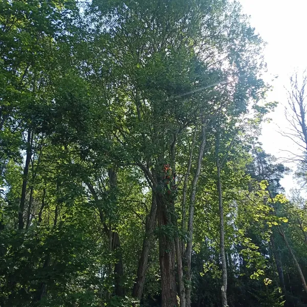 Flerstammig trädfällning